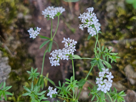 Asperula hirta